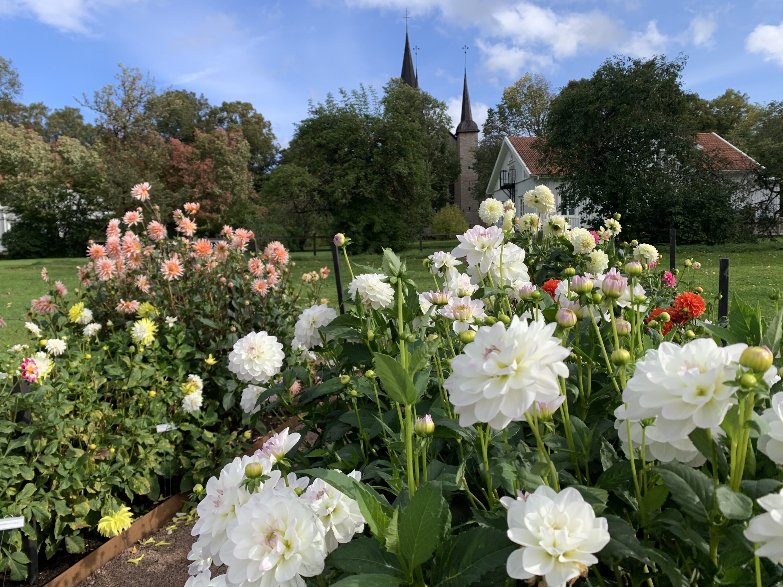 Bildextra: Blomsterprakt i Varnhem